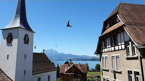 Mauersegler / Common Swift / Rondone / Martinet noir Slow Motion 7