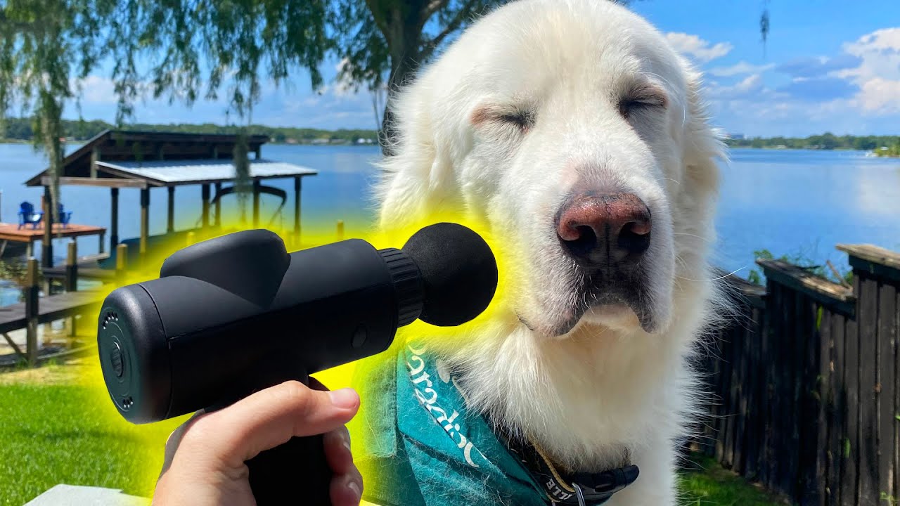 DOGS TRY MASSAGE GUN! (Super Cooper Sunday 250) YouTube