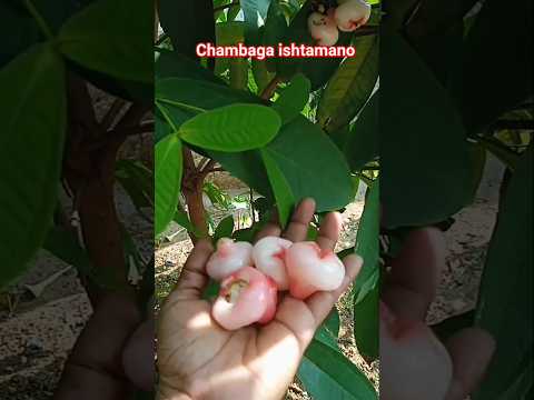chabanga