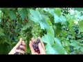 Come Out to the Farm: Grapes