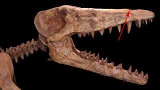Dr. Hans Thewissen Interviewed About Blow Hole of Ambulocetus