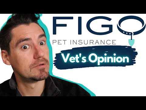 How Does Figo Pet Insurance Work