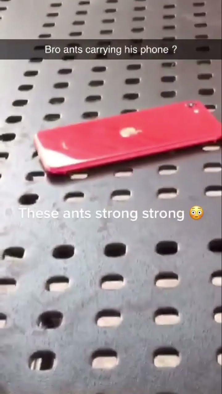 Strong ahh ants blasting that prvnci