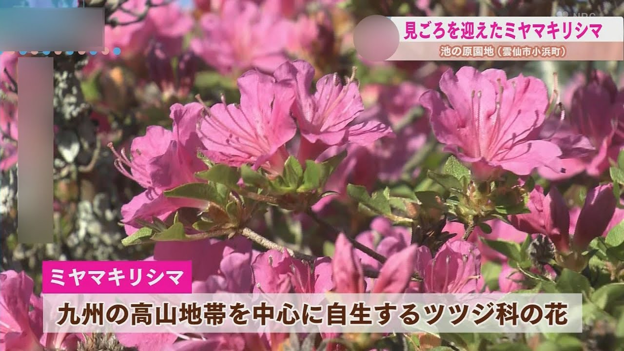 Miyama Kirishima azaleas are in full bloom at Ikenohara Park in