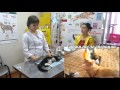 О  процедуре стерилизации кошек  (салон "четыре с хвостиком". г. Абакан)