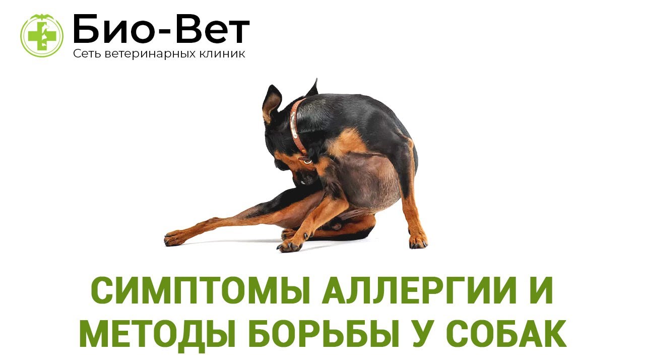 Симптомы аллергии и методы борьбы у собак. Ветеринарная клиника Био-Вет.
