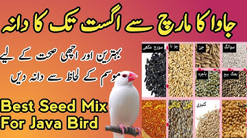 Java sparrow seed mix for summer| java diet plan | java march to august seed mix |java breeding tips