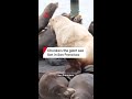 Chonkers the giant sea lion drawing huge crowds at Pier 39 in San Francisco