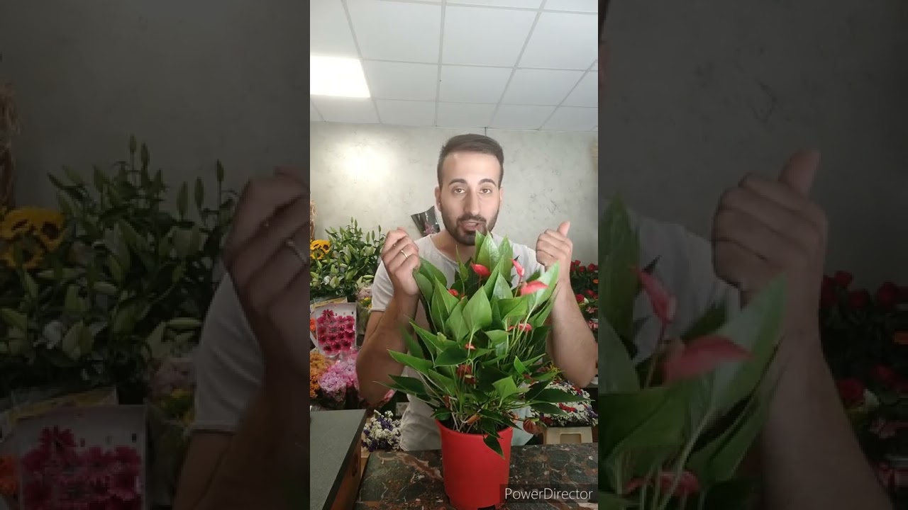 Come Curare al meglio Le Piante di Anthurium - #anturia #anthurium