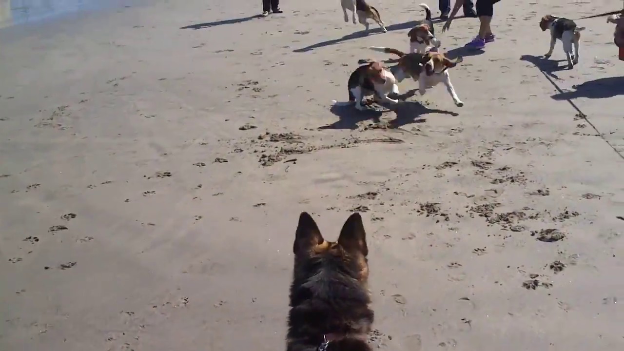 Porto Beagles Meeting