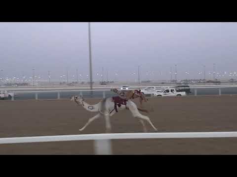 ش4 قعدان حقايق 3ك سياف ل سعيدمسعودالرشيدي 4 42 85 27 12 2025