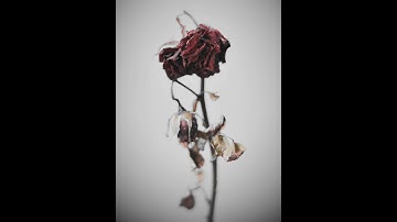 Mistral - Wither (DEMO)