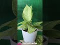 White Classy Pot☘️(High quality plastic) #whitepots #indoorplants #natureslittlesanctuary