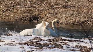 Fighting Swans - It's Almost Spring