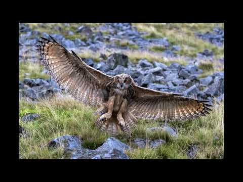Bubo bubo