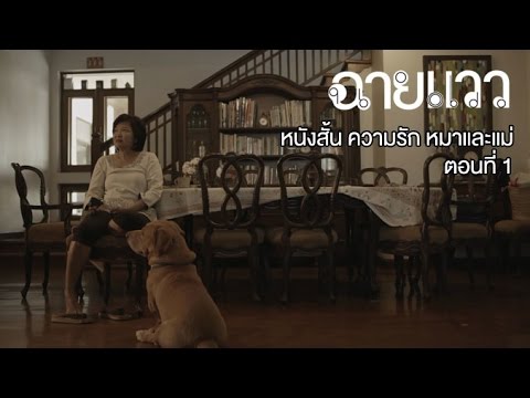 ฉายแวว [by Mahidol] หนังสั้น ความรัก หมาและแม่ ตอนที่ 1