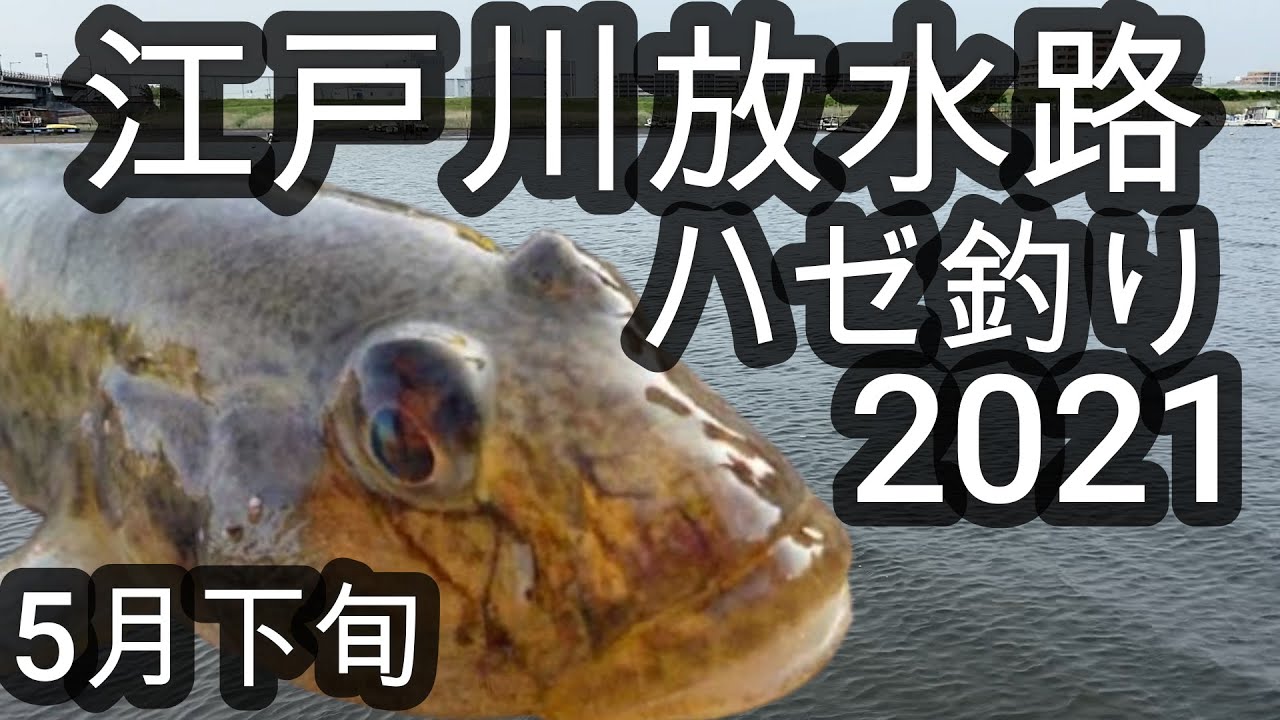 21年5月下旬 江戸川放水路 ハゼ釣り Youtube