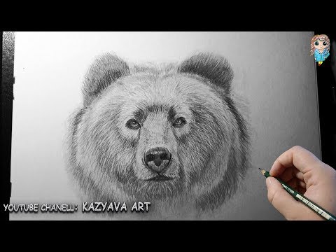 Как нарисовать морду медведя карандашом. Урок рисования