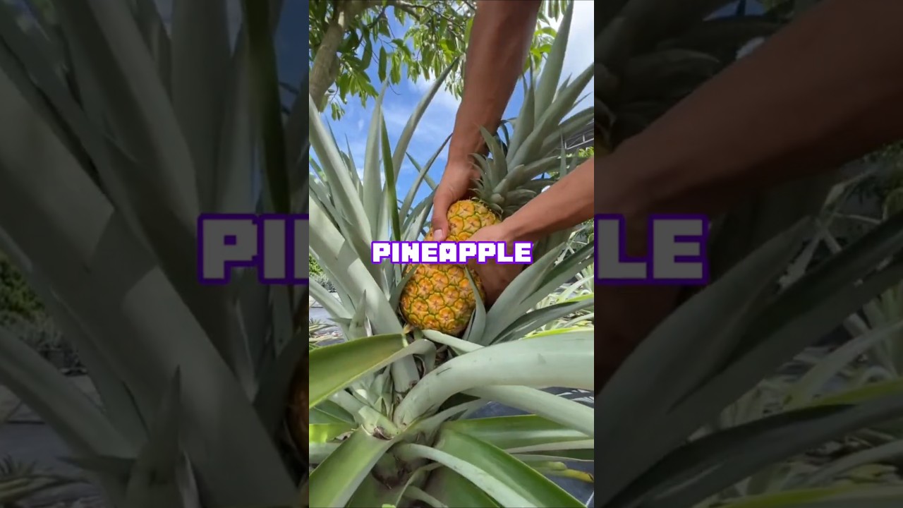 The Pineapple That Cost More Than Gold' 🤯🍍