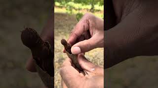 Tamarind is a very interesting fruit...