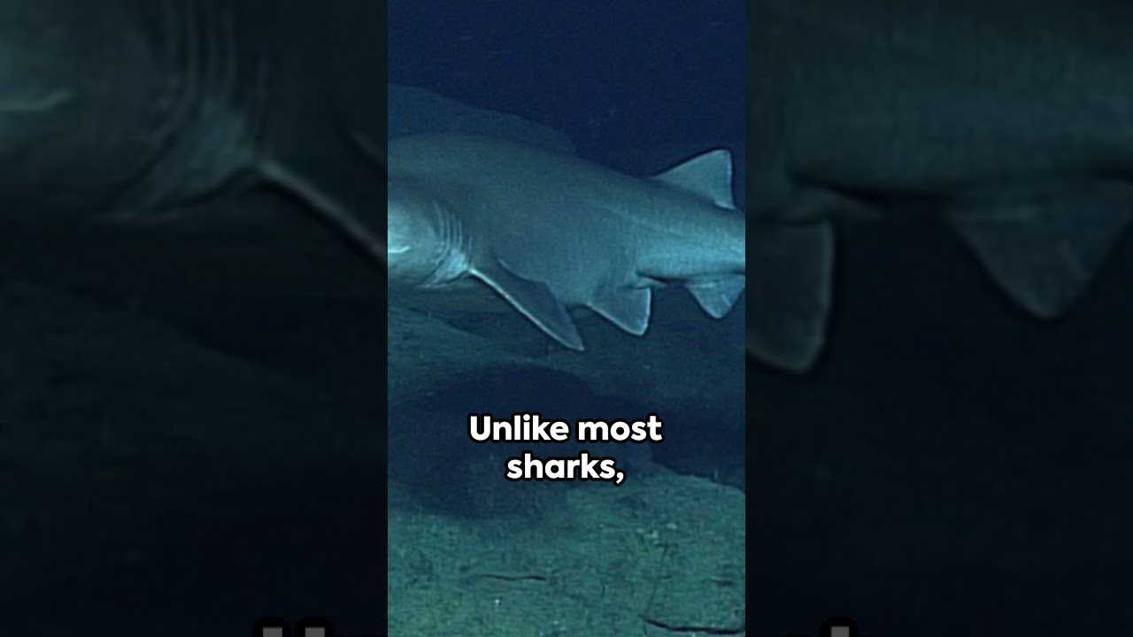 Six-Gilled Shark - The Deep Sea Mystery 