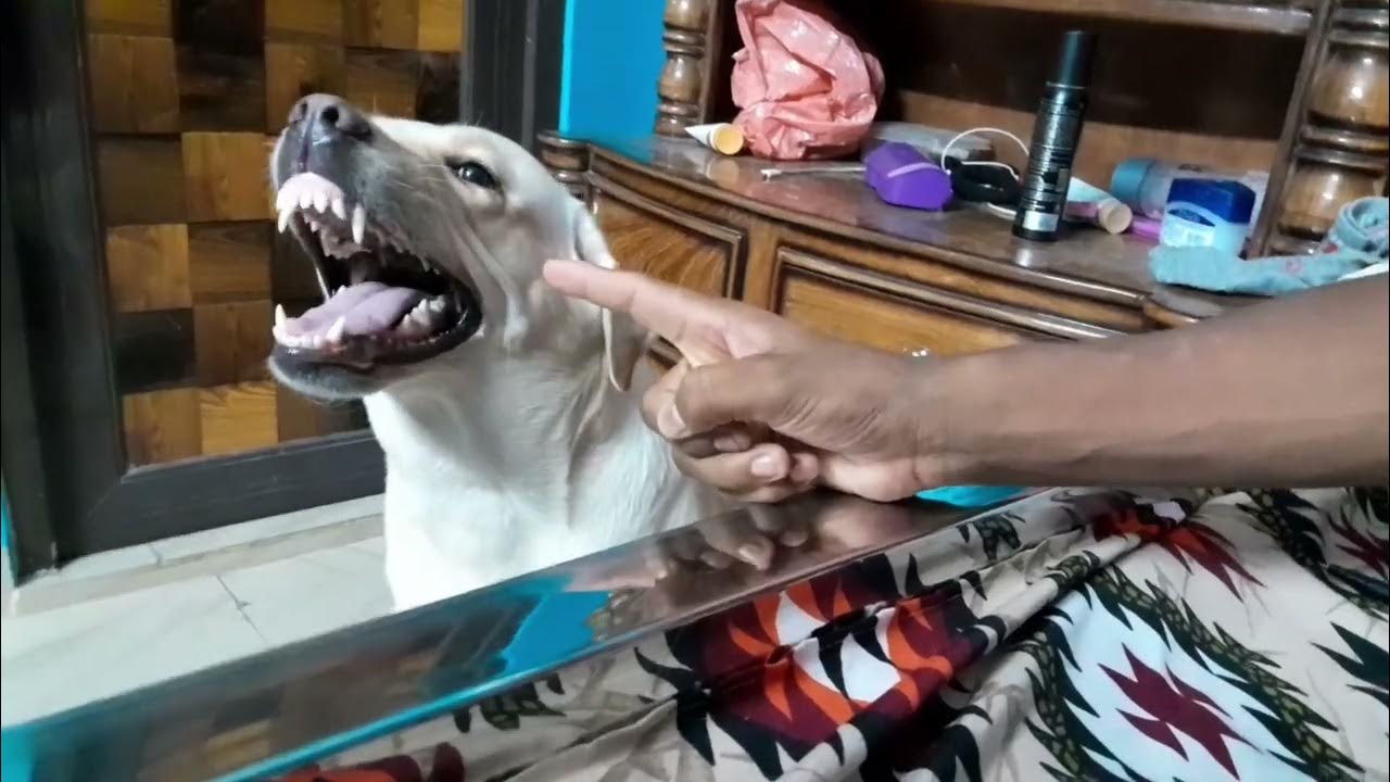 Cute dog labrador dogs barking sounds angry funny dogs barking video