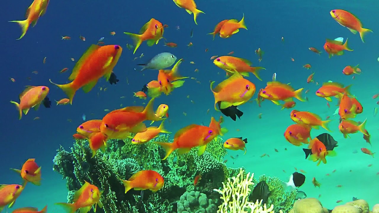 Магазин Красное Море