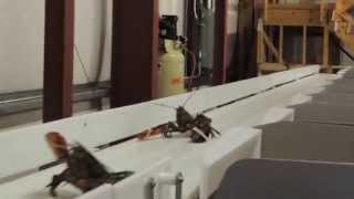 Maine Coast Video 1