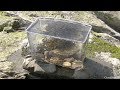 【水生生物採集 ♯6】磯の小型美魚たち【ガサガサ×アクアリウム】