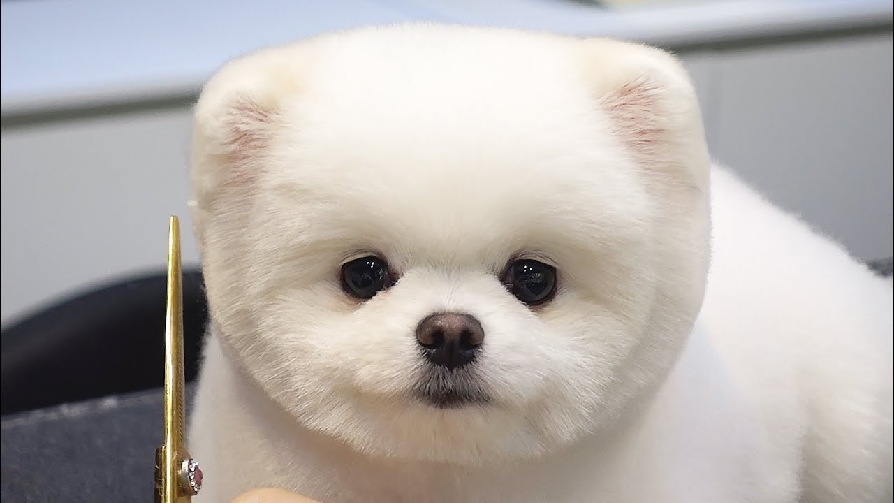 สุนัขพันธ์เล็ก  New Update  Dog Pet Puppy Pomeranian Grooming Teddy bear style