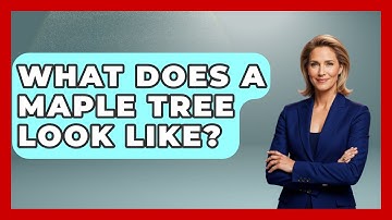 What Does A Maple Tree Look Like? - The Plant Enthusiast