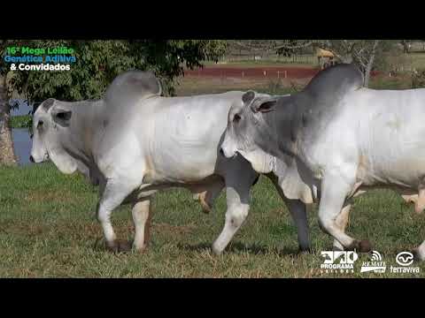 LOTE 54 - DUPLO - 16º Mega Leilão Genética Aditiva e Convidados