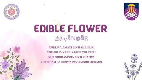 CSC 253 - VIDEO PITCHING ASSIGNMENT (LATEA)