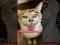 why does cat look like this 😂 #cat #funny #funnycats #animals #catlaughs #catblogger #adoptcat