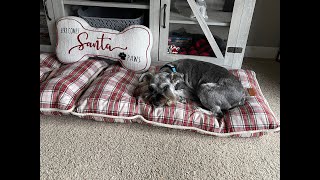 Sunday Monday Vlog | Life With Schnauzers by Schnauzer Mom 3,990 views 4 months ago 15 minutes