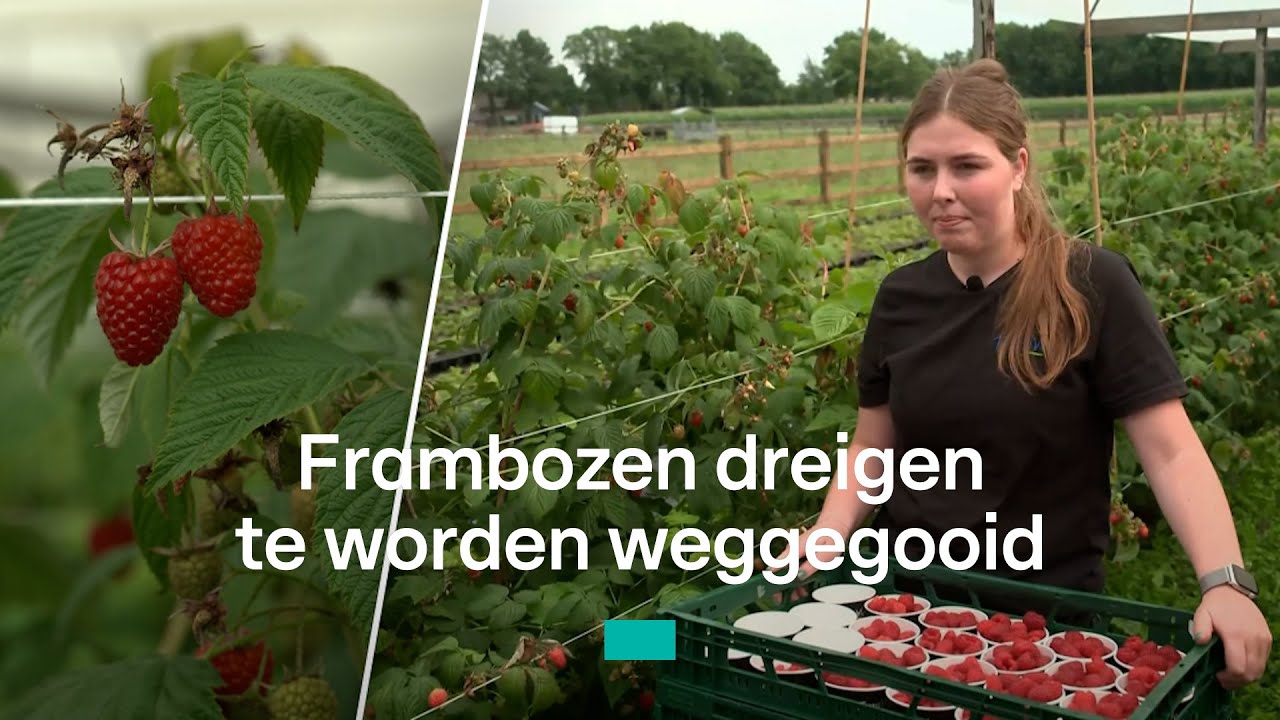 Duizenden kilo's frambozen, maar geen winkel die ze wil kopen: 'Kan het niet geloven'