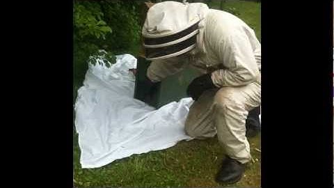 How To Catch A Honey Bee Swarm in a Tree