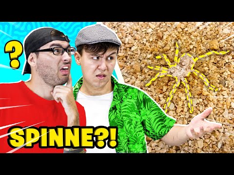 DIESE SPINNE SIEHT