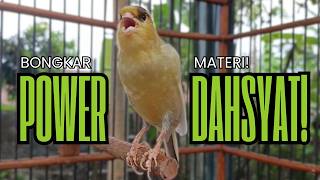 Suara Kenari Paling Ampuh Durasi Panjang !! agar Kenari Macet Langsung Respon & Gacor !!