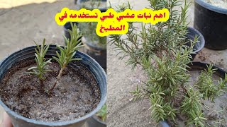 زراعة ورعاية نبات اكليل الجبل (الروزماري) وفوائده الصحيه والطبية