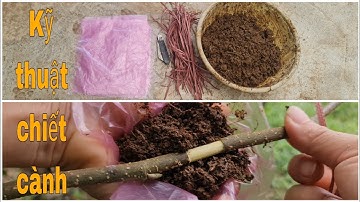 Cách chiết cành cây và những dụng cụ cần thiết để chiết cành