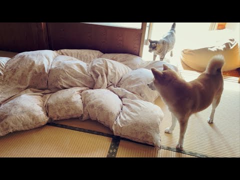 怪しい布団とマッサージ屋さん　Massage Parlour