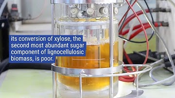 High‐yield lipid production from lignocellulosic biomass