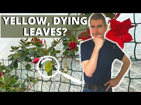 Video: Yellow Leaves On A Mandevilla - Reasons For Yellow Mandevilla Leaves