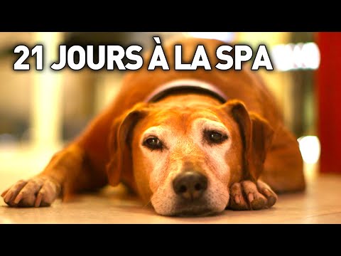 Vidéo: Rencontrez chaque chien dans le monde avec le syndrome de la colonne vertébrale (que nous connaissons)