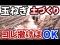 【玉ねぎ】土づくり【失敗しないためにはコレ使って】