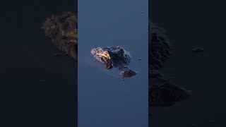 American Alligator