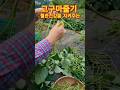 고구마보다 영양소가3배많은#고구마줄기효능