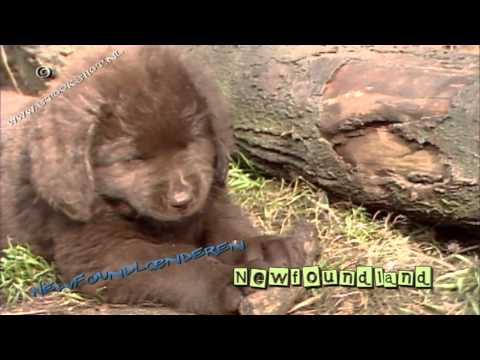 newfoundland puppies youtube