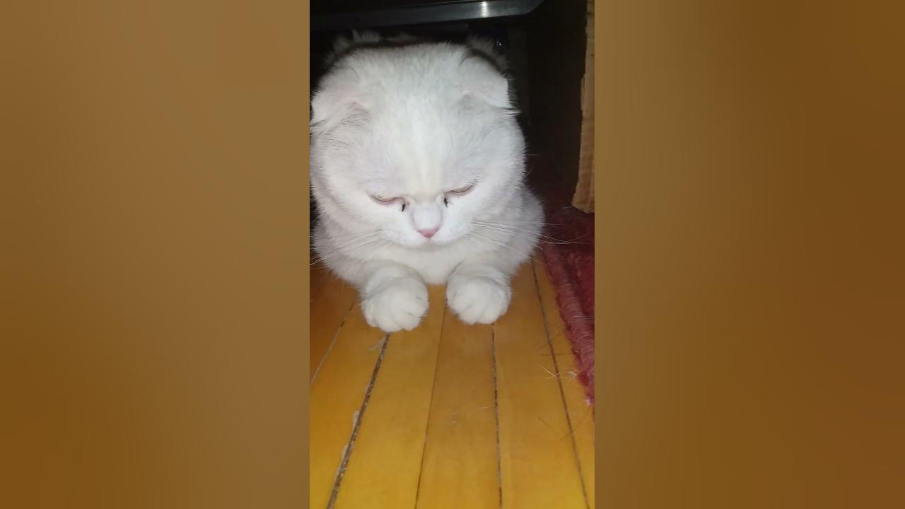 кошка под кроватью - YouTube